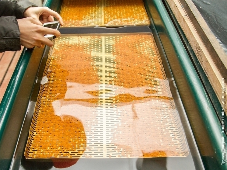 Оплодотворённые икринки отправлены в инкубаторы карельских предприятий