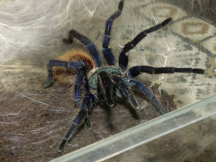 Опасные насекомые нападают на россиян в туристической стране