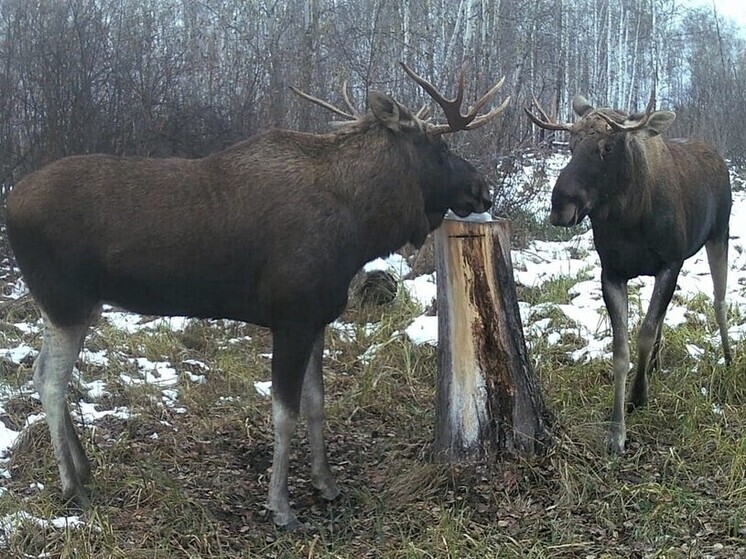 Упитанные лоси в местах подкормки попали на фотоловушку в Новосибирской области