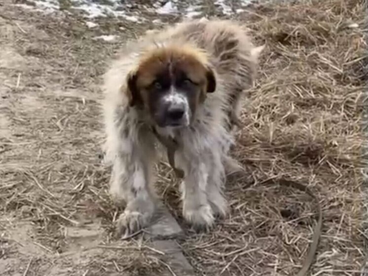 В Бурятии жадные заводчики обрекли московскую сторожевую на мученическую жизнь