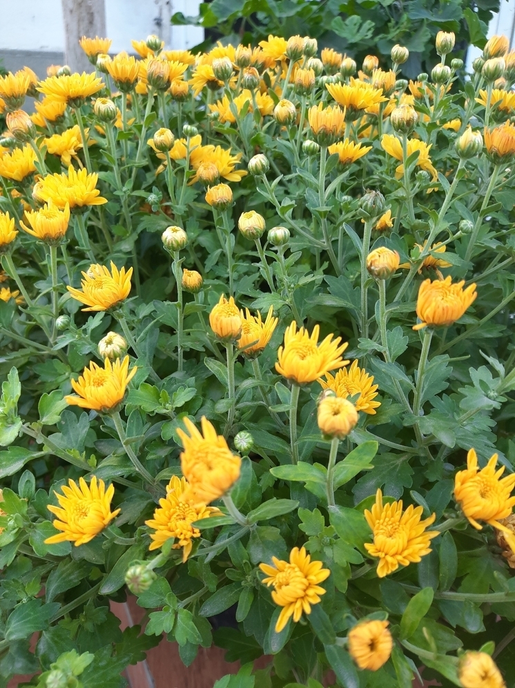 Первый день ноября в Курске встретит горожан дождливым и пасмурным утром