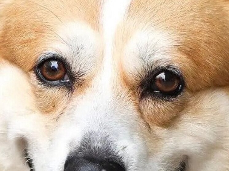 Бродячая собака согрела таксу на холодной улице в Воронежской области