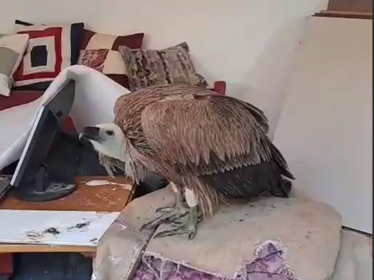 Редкого белоголового сипа спасли в Дагестане