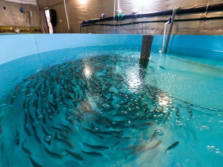 В озеро Второе под Челябинском выпустили 134 тысячи мальков сазана