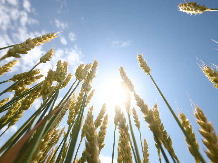 ИП из Волгоградской области незаконно списал 15 тонн семян проса