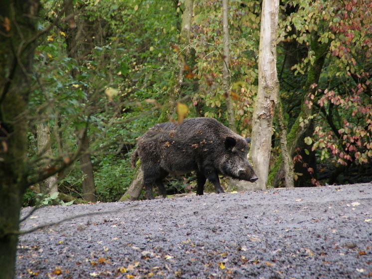 В трех районах Марий Эл объявлен карантин по африканской чуме свиней