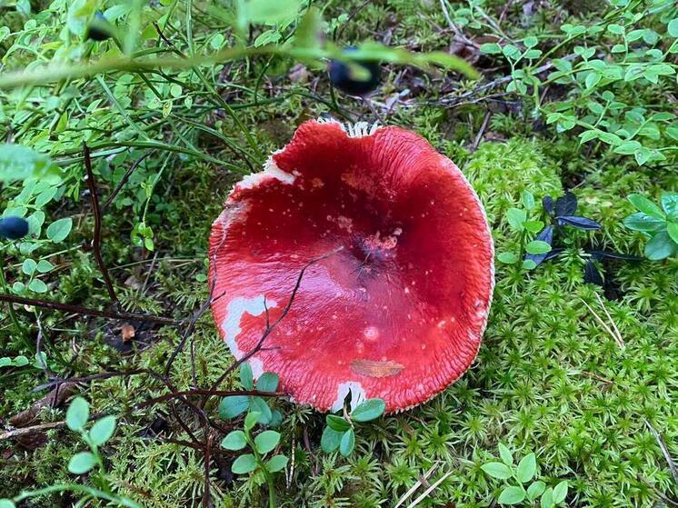 Калининградские грибники дважды стали жертвами нападения во время тихой охоты