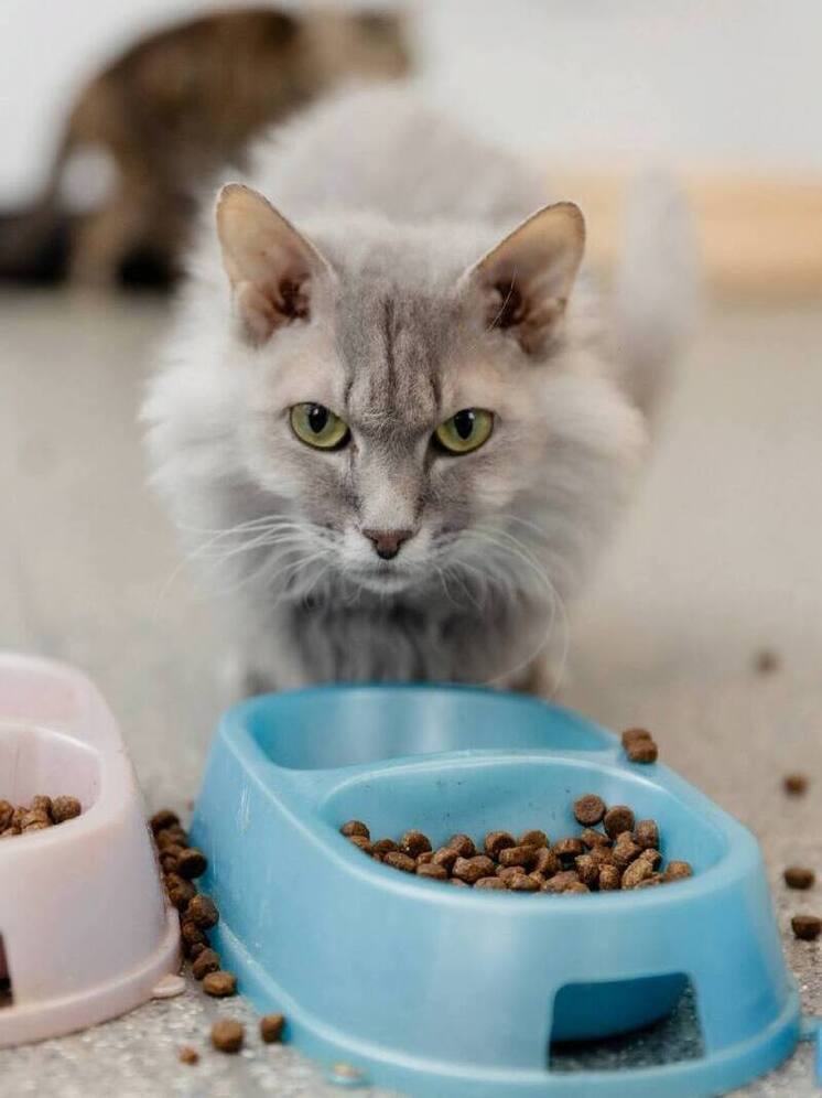 Гостей с мясом и игрушками по субботам ждут животные в приюте Губкинского