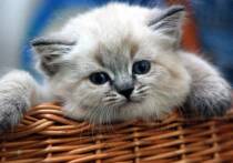 Появление питомца в доме - волнующий момент, который может изменить привычный уклад жизни семьи