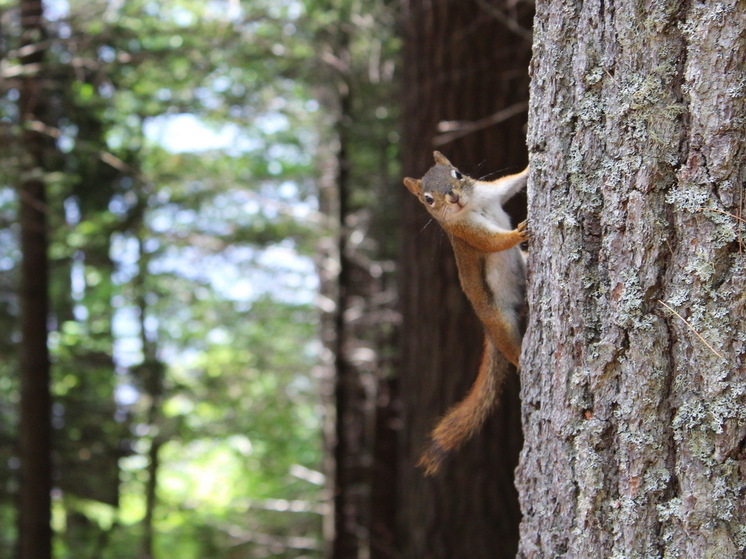 В Марий Эл началась охота на пушных зверей