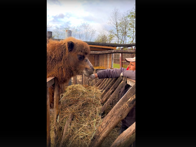 Ласковый Мо-мо: Старооскольский зоопарк показал трогательный момент с верблюжонком