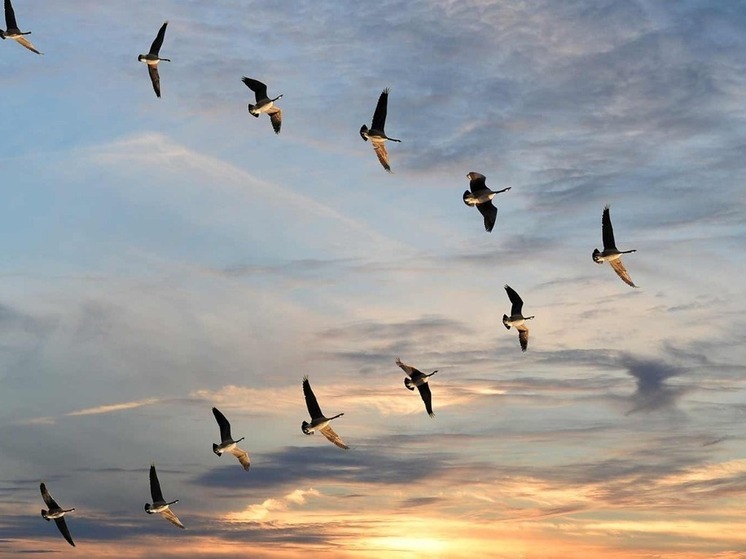 Почему завтра жителям Калмыкии не следует смотреть на пролетающих птиц