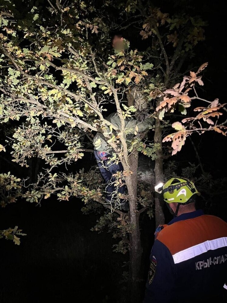 Спасались бегством: в Крыму кабаны загнали двух подростков на дерево