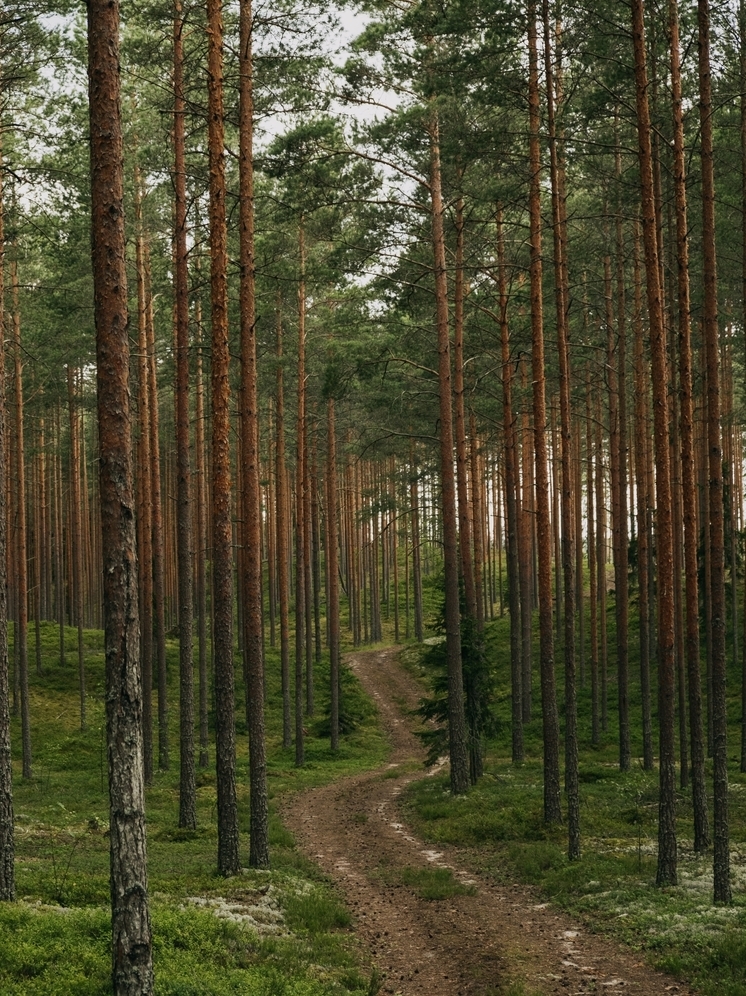 Брянца осудили за нарушение правил охоты