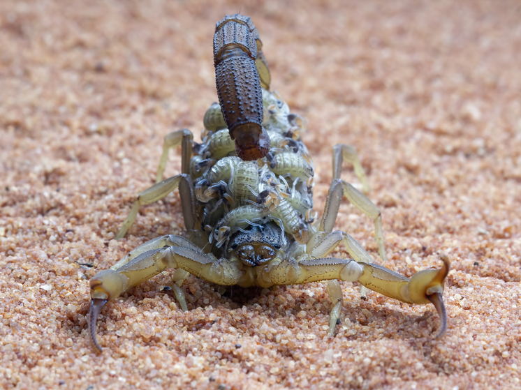 ЕЛЬ: российским туристам грозят ядовитые твари на отдыхе в Египте