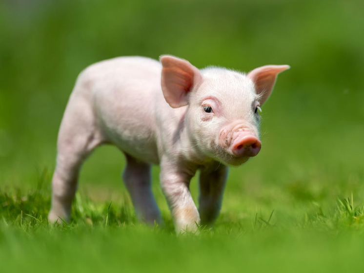 Грозит сенсацией: испанские ученые «вживили» мини-почки человека в свиней