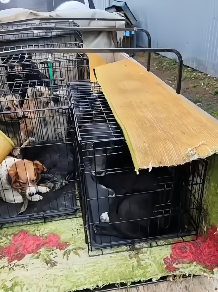 Нижегородцы спасли 10 собак от усыпления