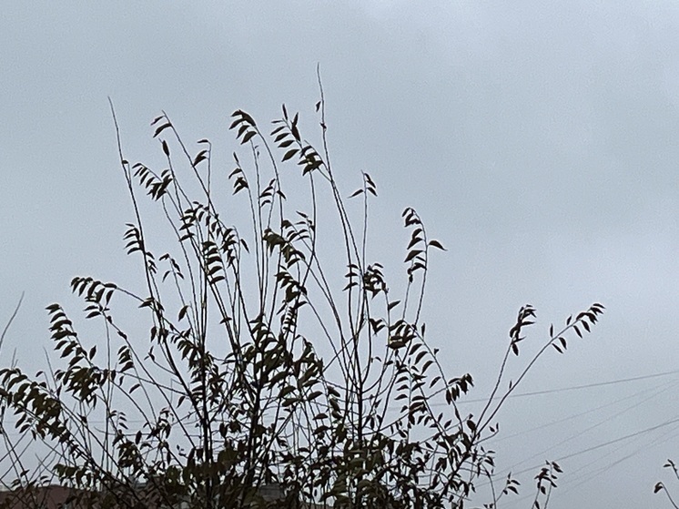 Какие сюрпризы готовит погода оренбуржцам в первые ноябрьские выходные