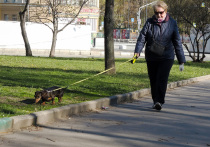 Депутаты не будут спешить с инициативой ограничения количества домашних животных в зависимости от площади жилья