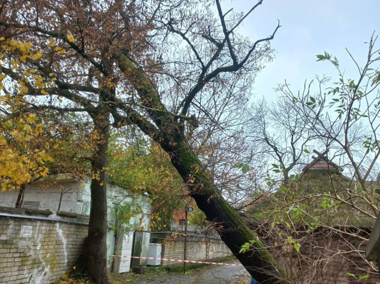 Шторм «Лотар» в калининградском зоопарке уронил дерево