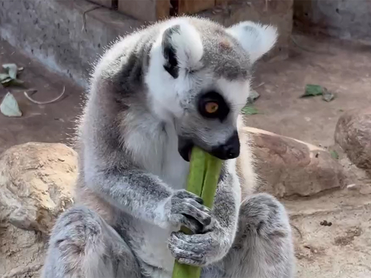 В зоопарке показали «когнитивное обогащение» лемуров при «добыче» винограда