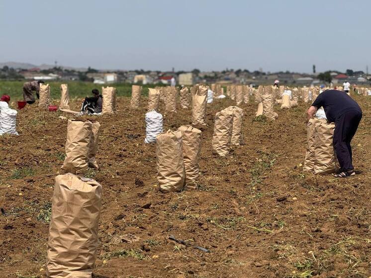 В Дагестане завершается уборка картофеля