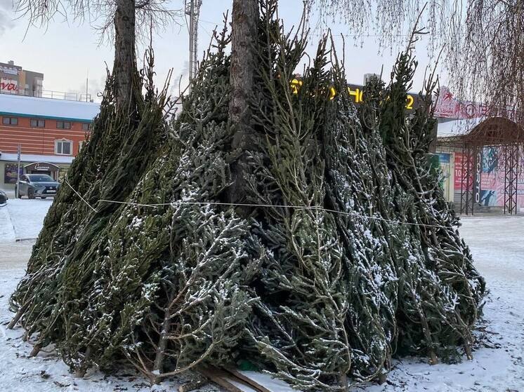 В преддверии новогодних праздников в Алтайском крае усилили контроль за елками