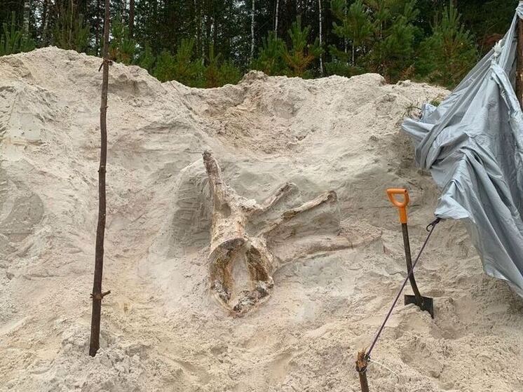 В Лужском районе палеонтолог-любитель нашел пень возрастом 385 миллионов лет