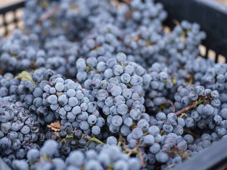 За сезон аграрии Севастополя собрали 21 тысячу тонн винограда