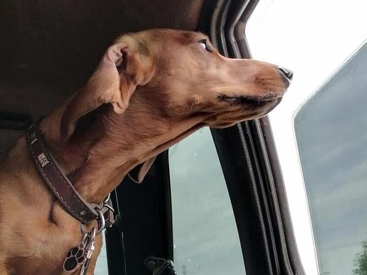 Полиция проверяет информацию о поджоге собак в Дагомысе