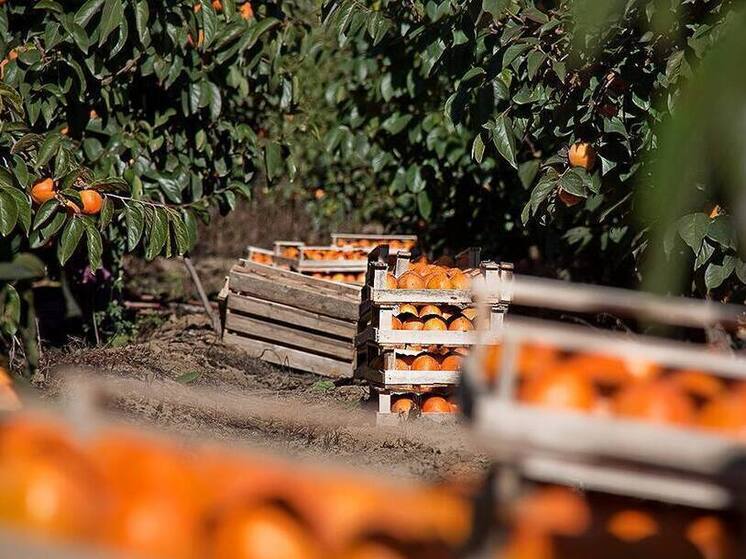 Дагестан планирует собрать рекордные 6 тысяч тонн хурмы в 2025 году