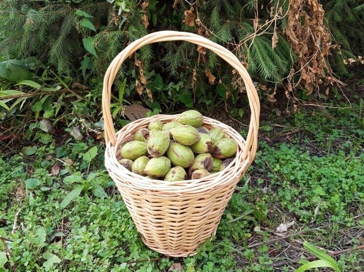 Тамбовские лесоводы заготовили 4,5 тонн семян для новых лесов