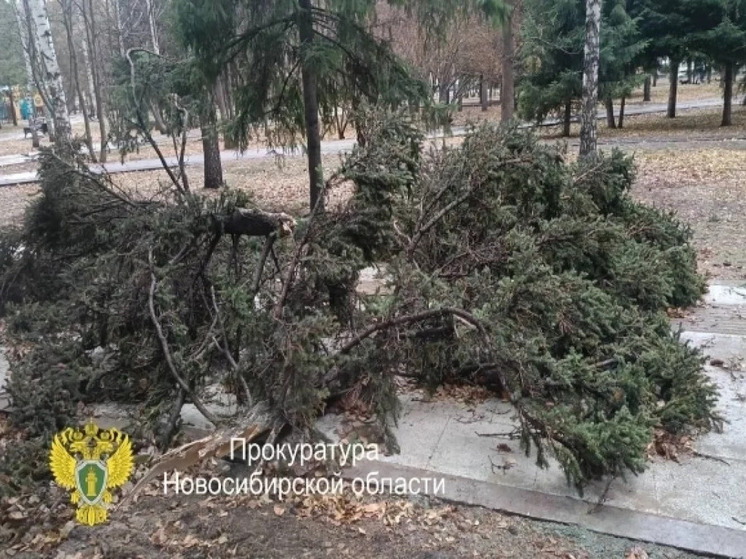 У Монумента Славы в Новосибирске дерево упало на прохожих — пострадала женщина