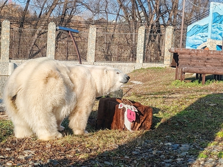 Белая медведица Думка отмечает годовщину жизни в Большереченском зоопарке