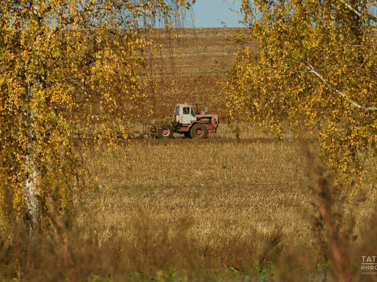 В Татарстане посеяли 490 тысяч гектаров озимых