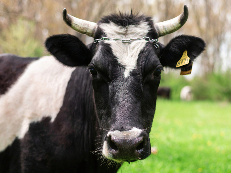 В Курской области забраковали 18 партий молочной продукции весом 1900 кг