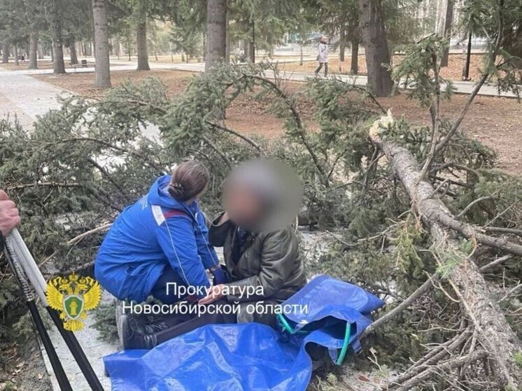 Пенсионеры получили травмы после падения сосны в Новосибирске