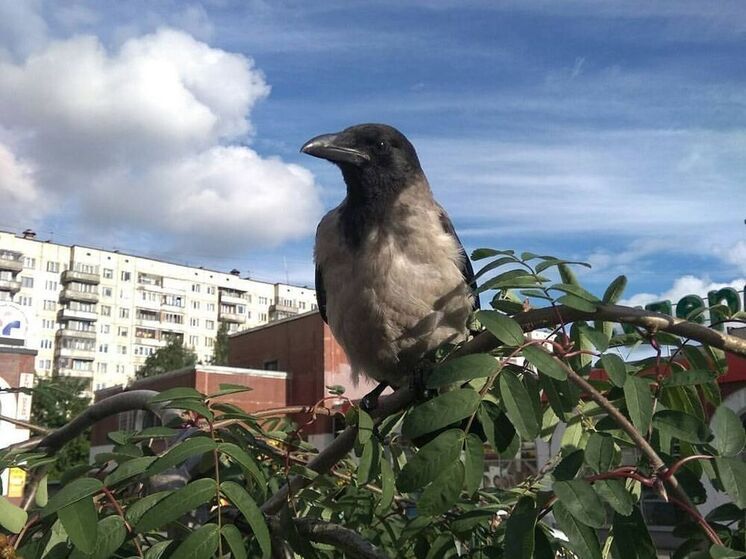 «Мистическую» закупку на дом для воронов за 1,4 млн объявил ЦПКиО в Петербурге