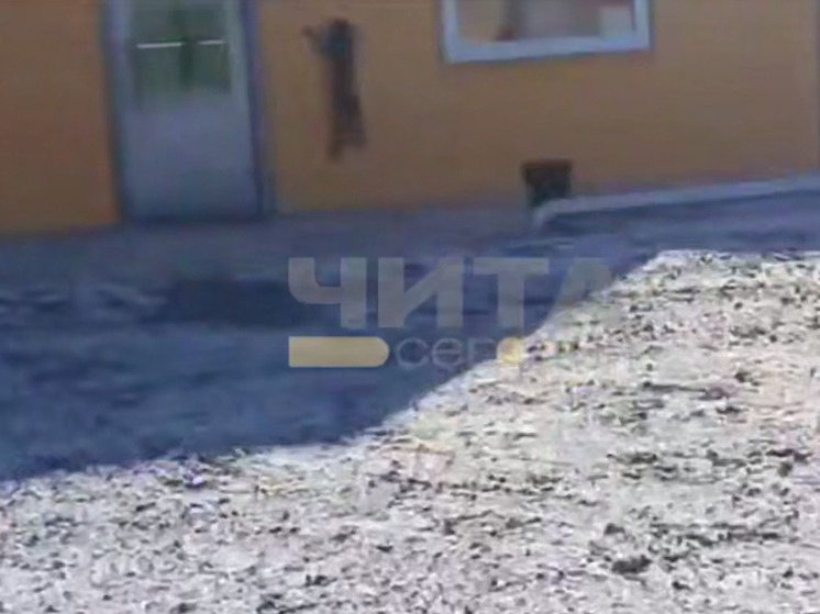 Рысь пришла к магазину в селе Верх-Чита Забайкалья