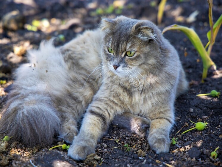В Курчатовском районе Челябинска ввели карантин по бешенству