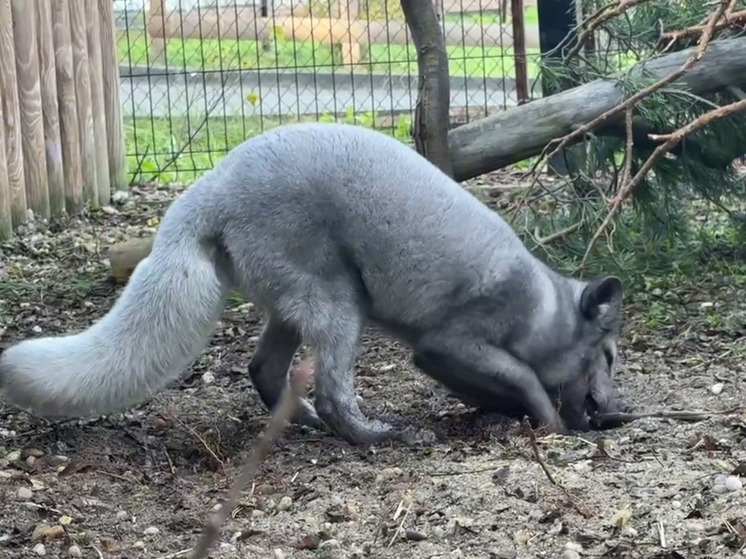 Самку и самца песца доставили в зоопарк Челябинска