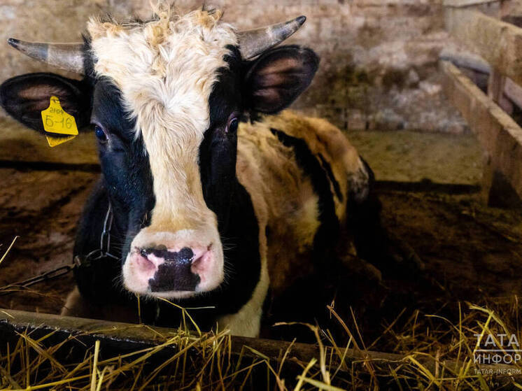 В Агрызском районе Татарстана введен карантин по бешенству