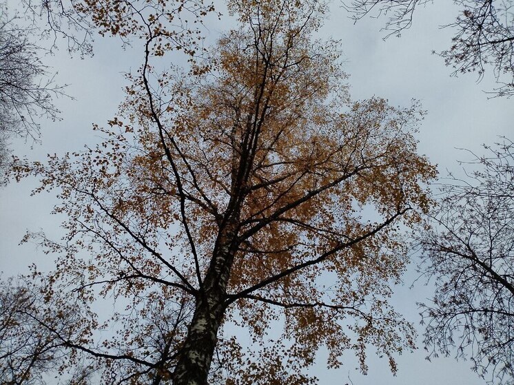 Небольшой дождь и до +8 градусов пообещали синоптики 2 ноября ленинградцам