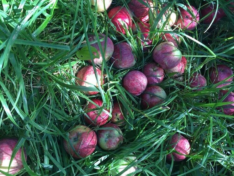 В Рязанской области изъяли из оборота полторы тонны фруктов и овощей