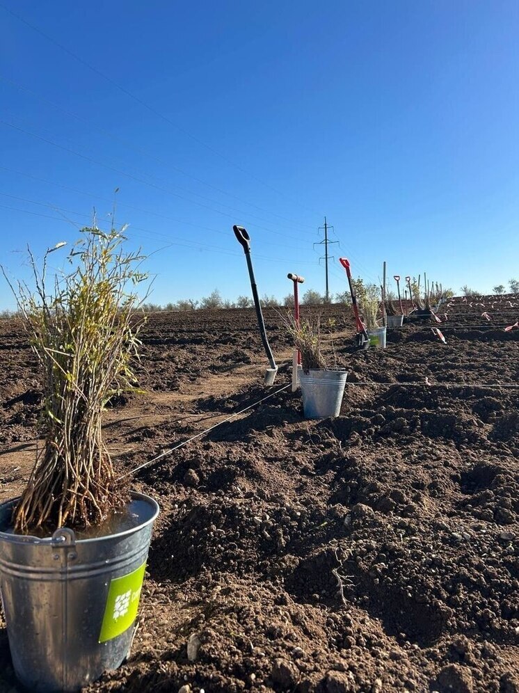 В Евпаторийском лесничестве высадили 11 тысяч деревьев