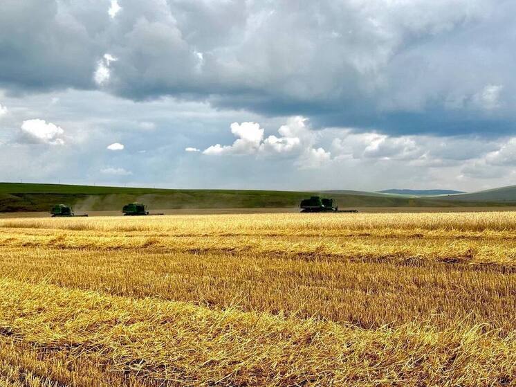 Несмотря на погоду в Красноярском крае собрали более 2,5 млн тонн зерна