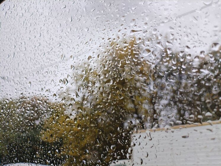 В Ленобласти 2 ноября ожидаются дожди и температура воздуха до +8 градусов