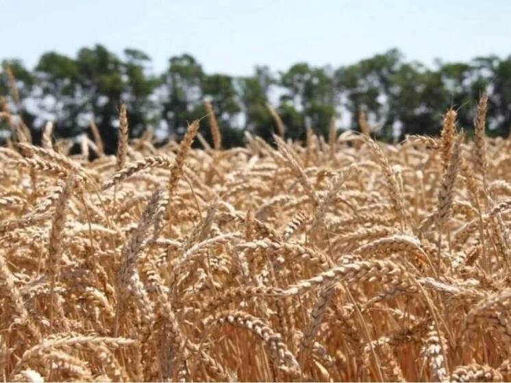 Экспорт зерна из Новосибирской области почти утроился