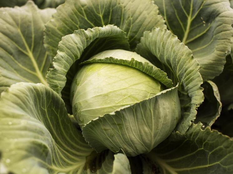 С наступлением осенних холодов и периодом сбора урожая в Запорожской области традиционно возрастает интерес к блюдам из капусты