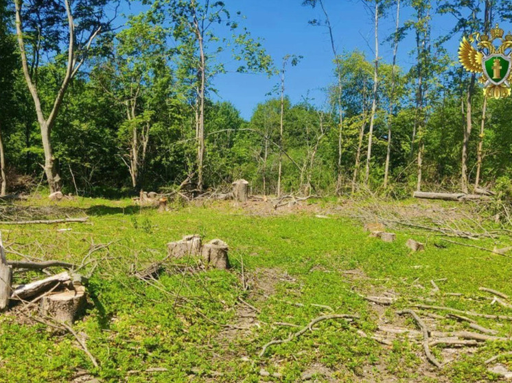 В Неманском районе браконьеры спилили в охраняемой зоне лесничества деревья